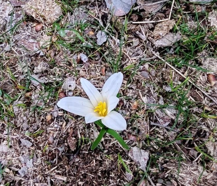 ТҮРКІСТАН ОБЛЫСЫНА НАУРЫЗЕК ҚҰСЫ ОРАЛЫП, БӘЙШЕШЕК ГҮЛДЕДІ